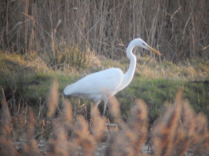 Great White Egret