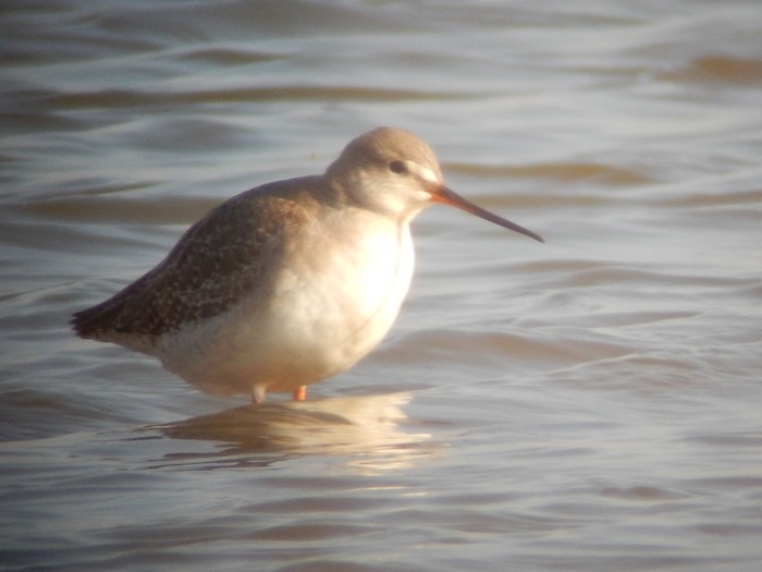 Spotted Redshank