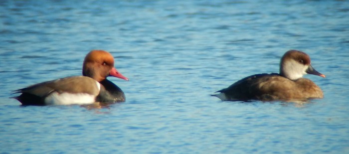 Red-crested Pochard