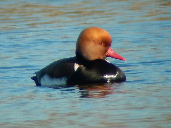 Red-crested Pochard