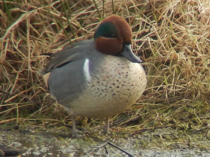 Green-winged Teal
