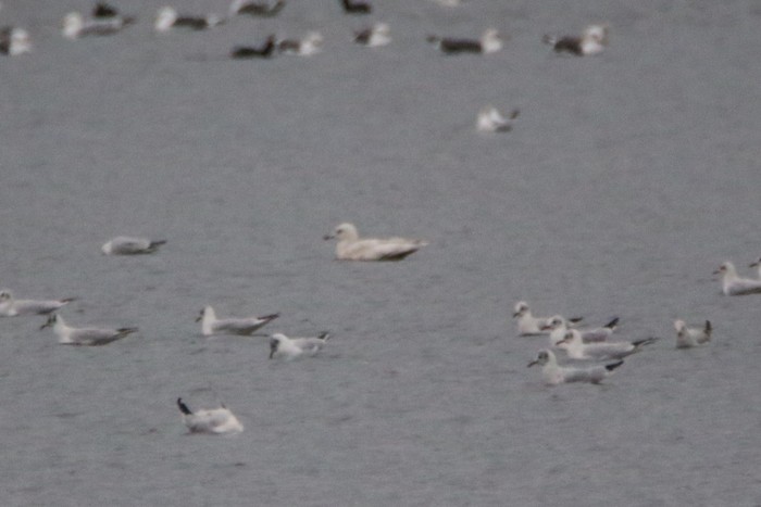 Kumlien's Gull