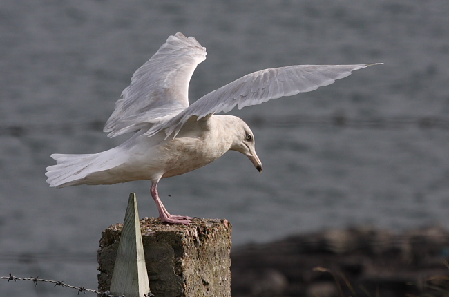 Glaucous Gull