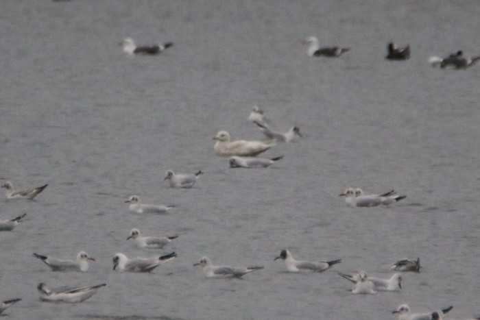 Kumlien's Gull
