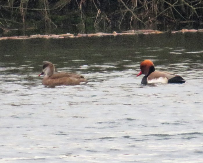 Red-crested Pochard
