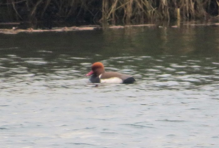 Red-crested Pochard