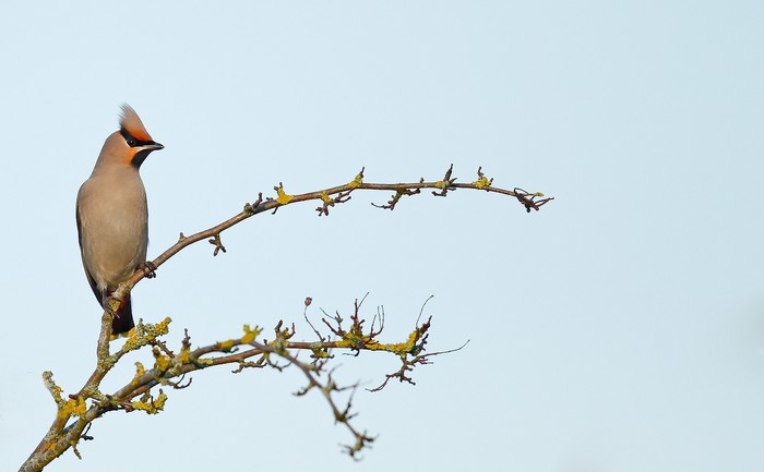 Waxwing