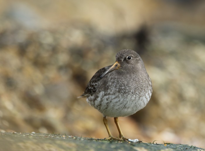 Purple Sandpiper