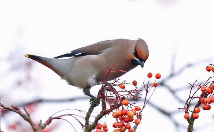 Waxwing