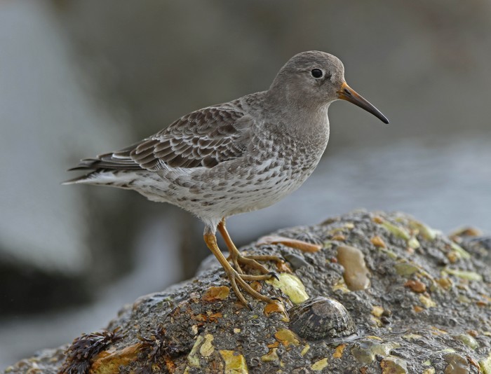 Purple Sandpiper