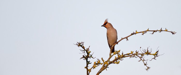 Waxwing