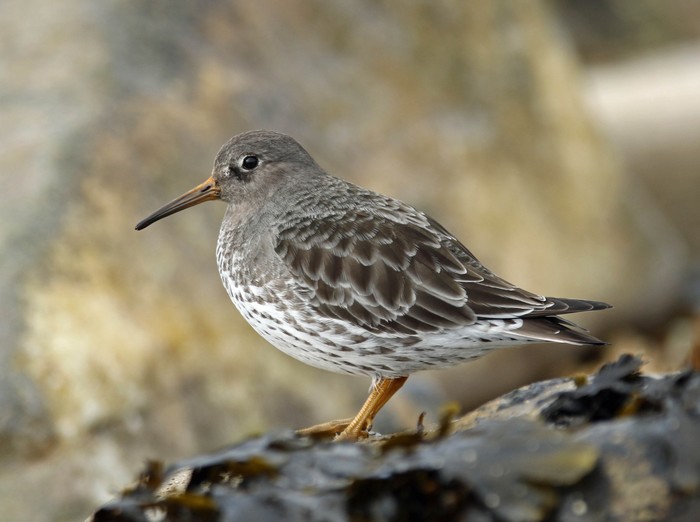 Purple Sandpiper
