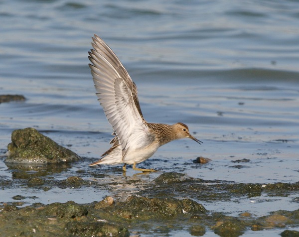 Pectoral Sandpiper