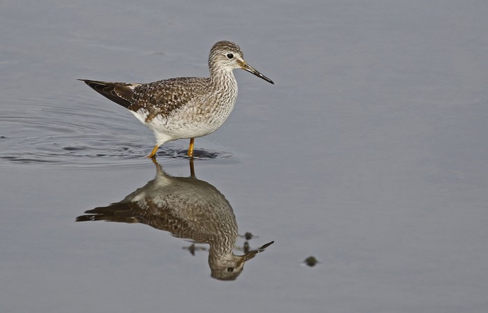 Lesser Yellowlegs