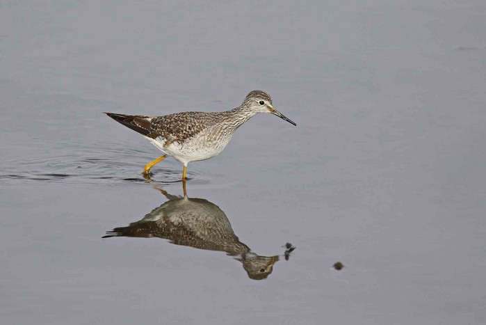 Lesser Yellowlegs