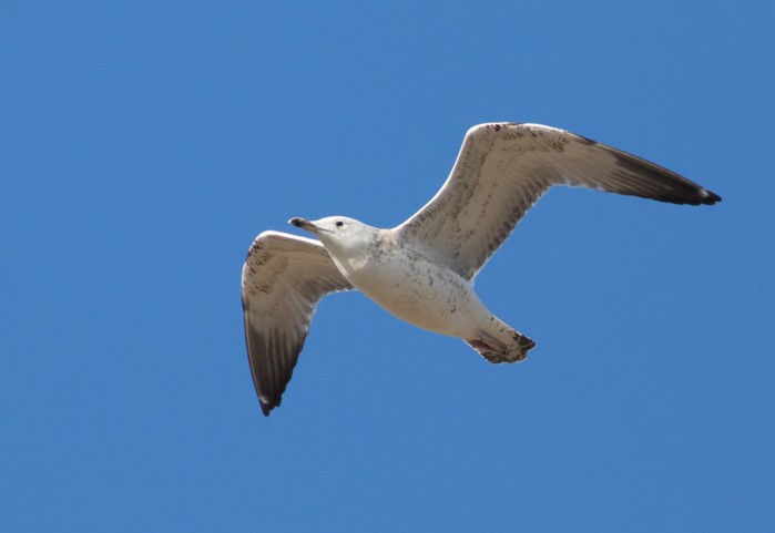 Caspian Gull