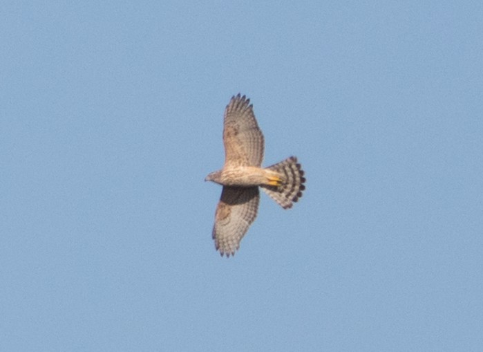 Goshawk