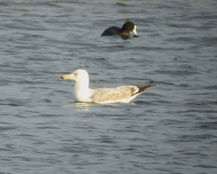 Caspian Gull