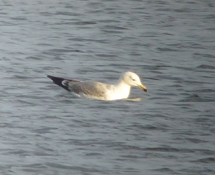 Caspian Gull