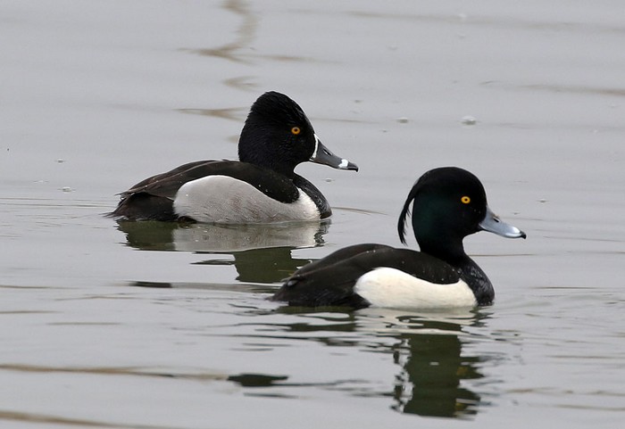 Ring-necked Duck