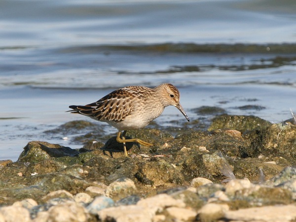 Pectoral Sandpiper