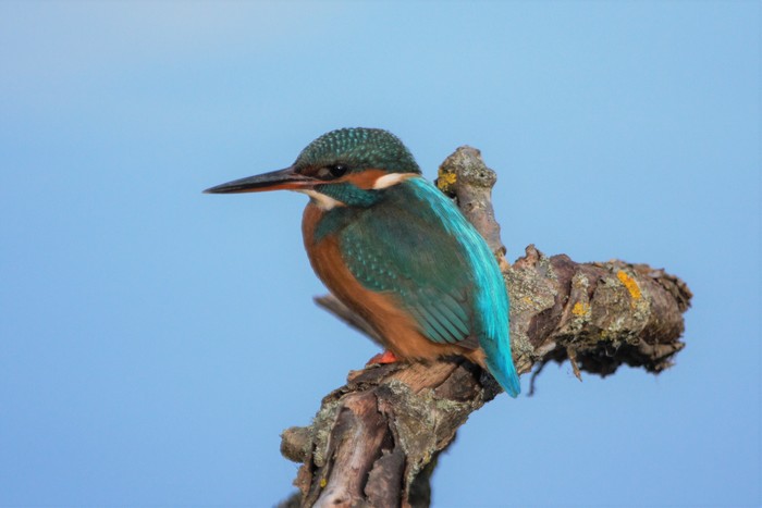 Kingfisher