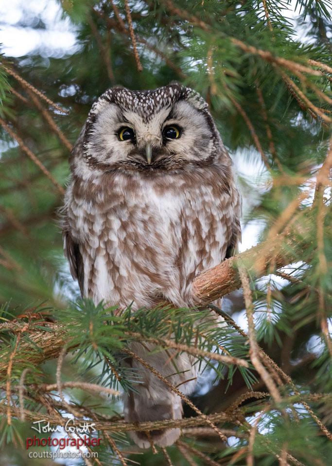 Tengmalm's Owl