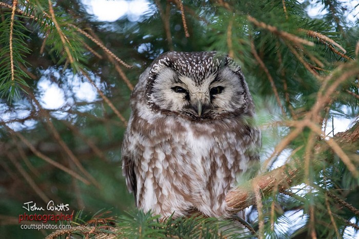 Tengmalm's Owl