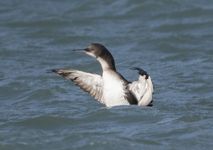 Pacific Diver
