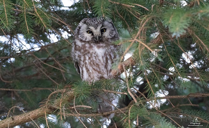 Tengmalm's Owl
