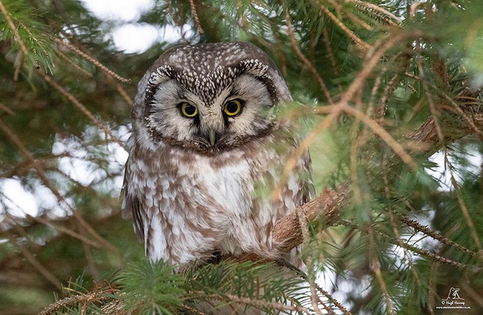 Tengmalm's Owl