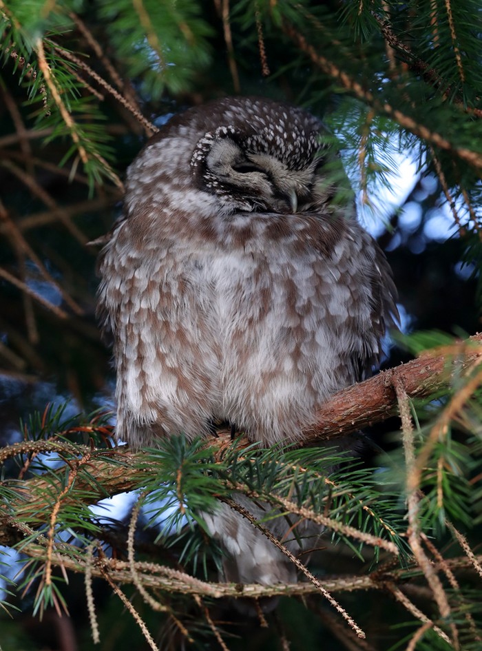 Tengmalm's Owl