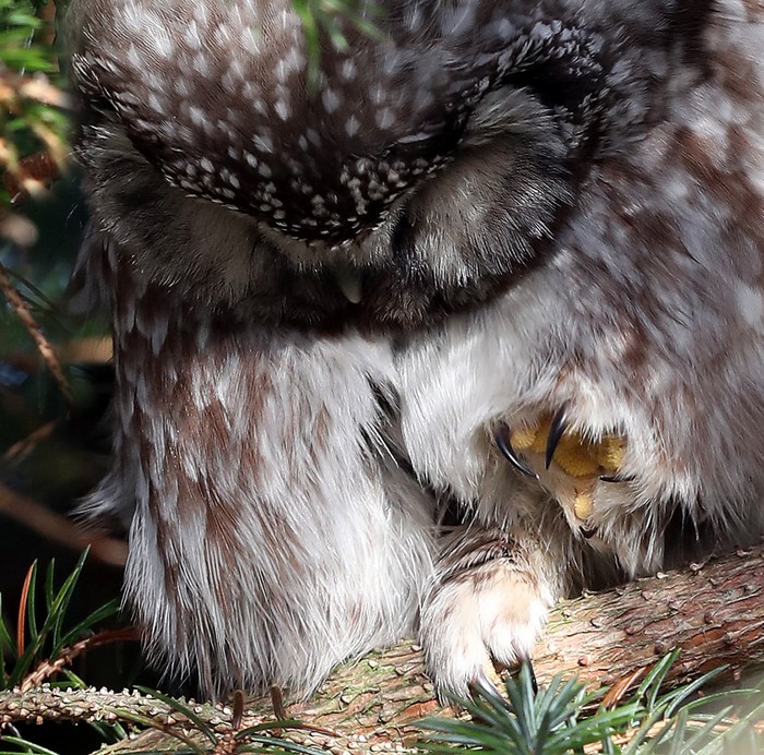 Tengmalm's Owl