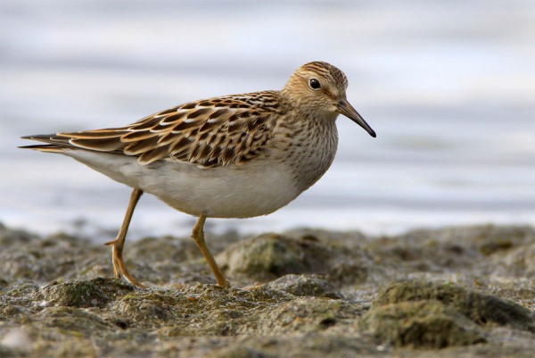 Pectoral Sandpiper