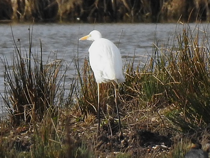 Great White Egret