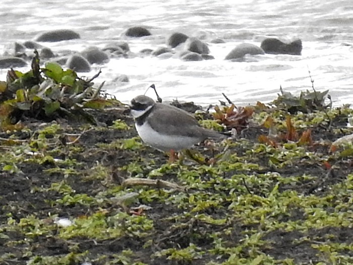 Ringed Plover
