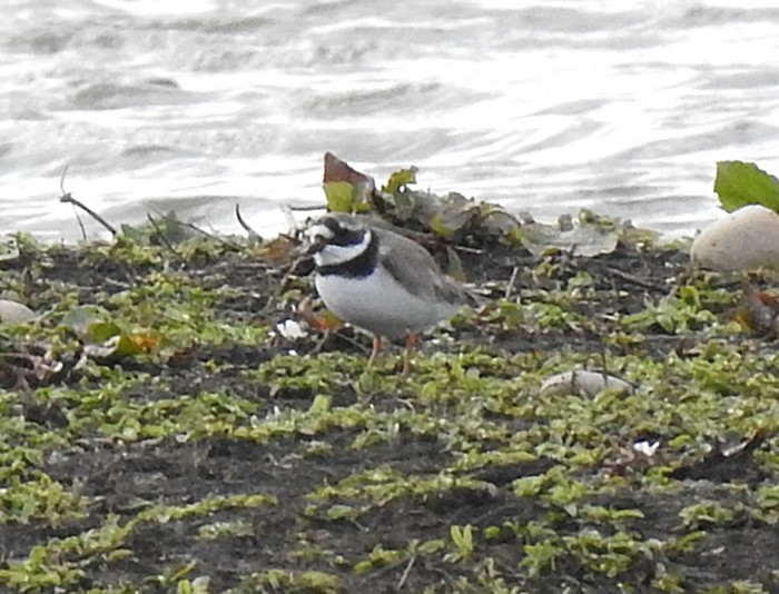 Ringed Plover