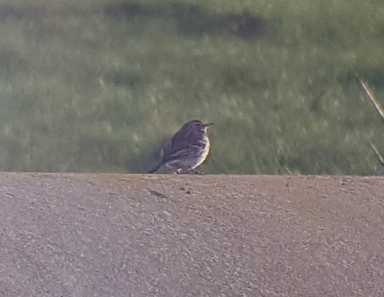 Water Pipit