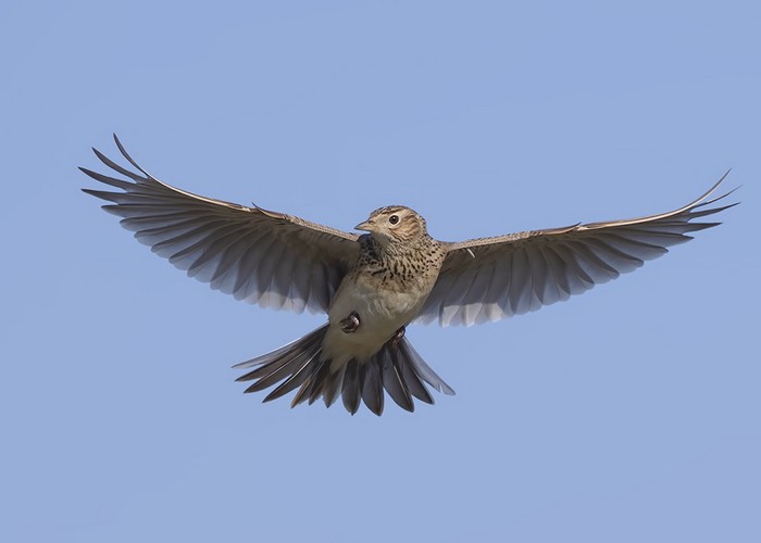 Skylark