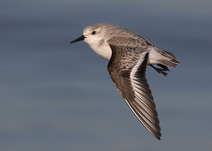 Sanderling