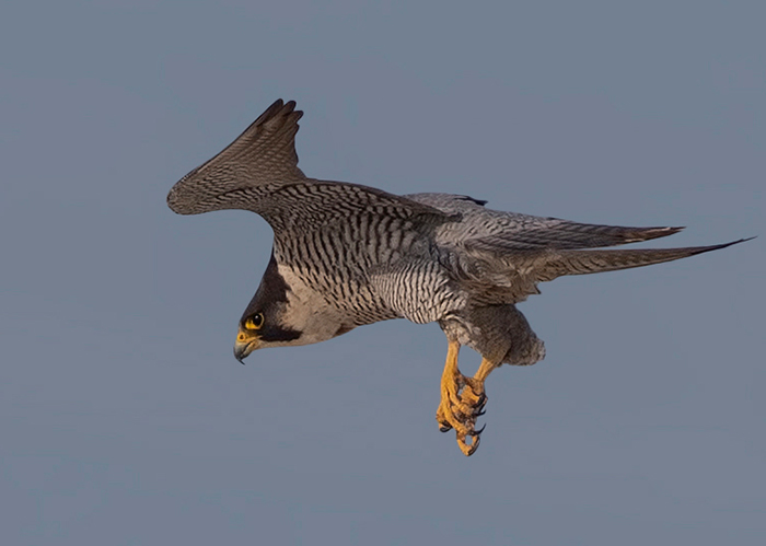 Peregrine Falcon