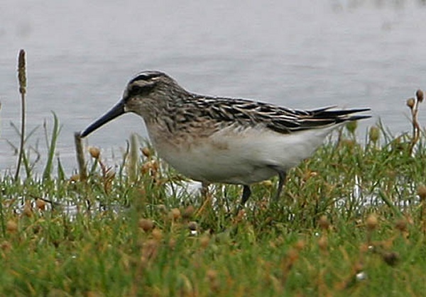 Broad-billed Sandpiper