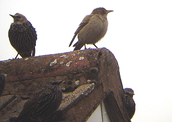 Rose-coloured Starling