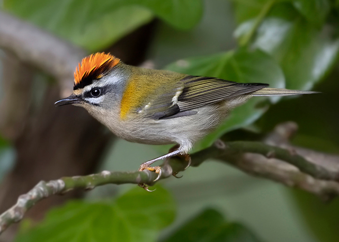 Firecrest