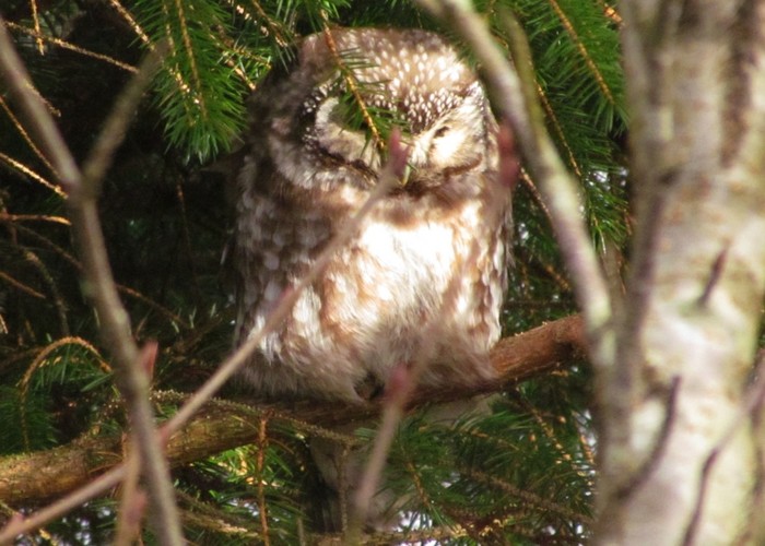 Tengmalm's Owl