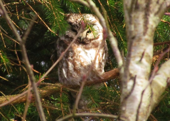 Tengmalm's Owl