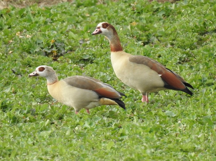 Egyptian Goose