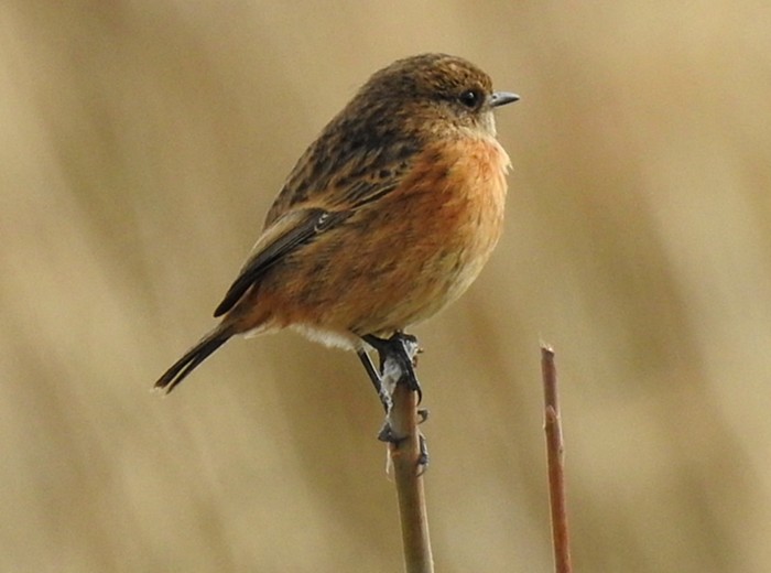 Stonechat