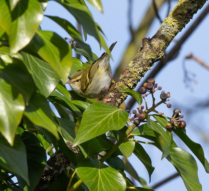 Yellow-browed Warbler