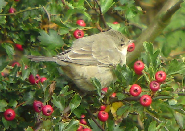 Barred Warbler